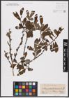 Foto von Salix aurita L. x Salix cinerea L.